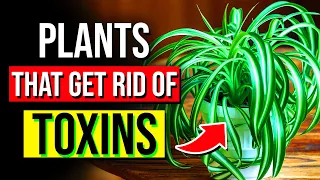 15 Best Indoor Plants To GET RID Of Toxins & Chemicals