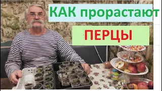 Как прорастают перцы и другие посадки растений