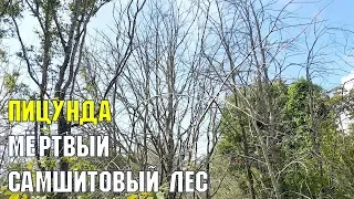 АБХАЗИЯ 2019 | МЁРТВЫЙ ЛЕС В ПИЦУНДЕ | НА ЧЕРНОМОРСКОМ ПОБЕРЕЖЬЕ ПОГИБ РЕЛИКТОВЫЙ САМШИТ