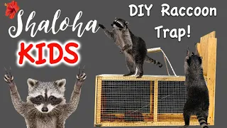 DIY Raccoon Trap!  IT WORKED!!