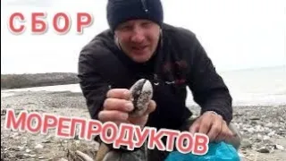 Сбор морепродуктов после шторма. Сбор морепродуктов Владивосток. Морские гребешки. Мидии.