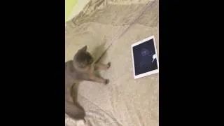 Игра для кошек на iPad