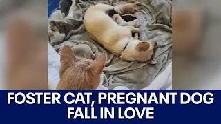 Foster cat, pregnant dog fall in love on Valentine's Day: APA! | FOX 7 Austin