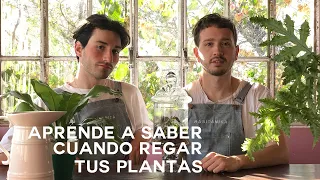 Cuándo y Cómo Regar tus Plantas de Interior💧 ¡Plantas Fuertes y Sanas!