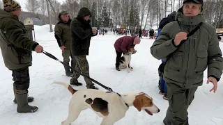 Выставка охотничьих собак 02.04.2022 года.