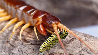 Why Centipede Like Eating Caterpillars ?