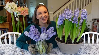 How to Force Hyacinths in Soil and Water // Forcing Hyacinth Bulbs to Bloom Inside