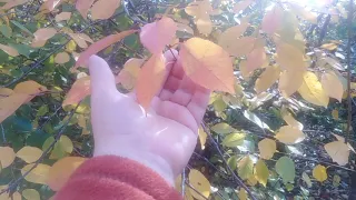 Осень листья облетают с деревьев/Вкусный Обед