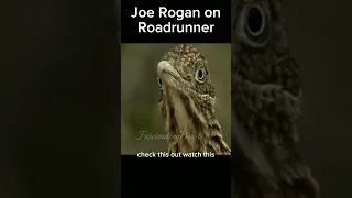 Joe Rogan on Roadrunner. #shortsfeed #feedingtime #wildlife #snake #animal #shorts