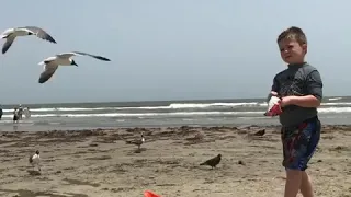 Feeding the birds Galveston island 2018