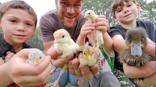There are 93 NEW BABIES on the farm