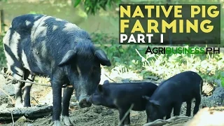 Native Pig Farming Part 1 : Native Pigs in the Philippines | Agribusiness Philippines