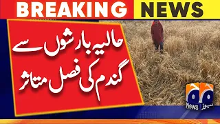 Heavy rain, strong winds damage wheat crop, affected