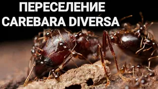 Переселение муравьёв Carebara diversa в белый дом 4XL.