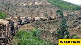 Record - 13 trucks carrying wood at the same time | super attractive
