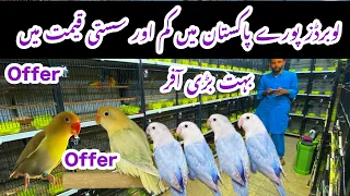 Birds market Islamabad lovebirds is rate pe pory Pakistan mn koi ni dega bahut bari offer #lovebirds