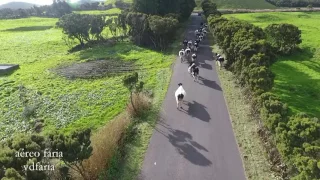 Pastagens na Ilha São Jorge 09 Fevereiro 2017