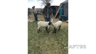 First Sheep Shearing