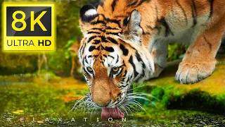 8K Animals, The Ultimate Wildlife World Collection in 8K ULTRA HD/8K TV
