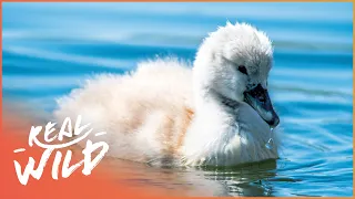 The Mourning Routine of Adorable Baby Swans | Baby Animals in Our World | Real Wild