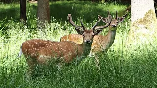 Wildpark Dülmen Infrarot und Vollspektrum (Olympus)