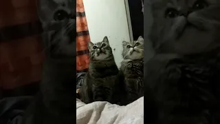 Смешные котики поют.
