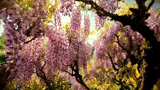 Marburg Botanischer Garten 05-24