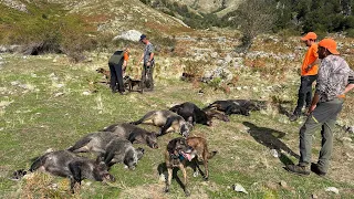 Tirs de 5 sangliers en battue💥chasse en Corse à Bastelica ( magnifiques images de drone )