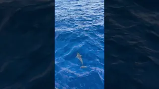 Catamaran Encounter with Three Playful Dolphins