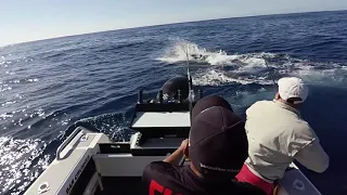 Jump Around on a Bar Crusher Boat:  Fishing for Marlin