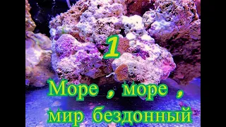 Размножение морских аквариумов. Ч 1.