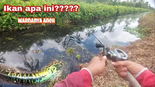 CASTING IKAN TOMAN MONSTER DI AIR HITAM SUNGGUH SANGAT GANAS!!