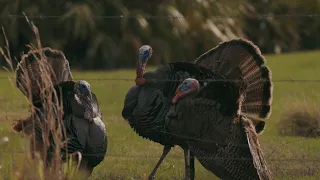 Osceola Turkey Hunting - The Management Advantage