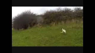 2013 Roughshooting over pointer, setter & springers