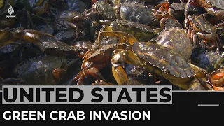 US crab invasion: Green crustaceans threaten clam industry
