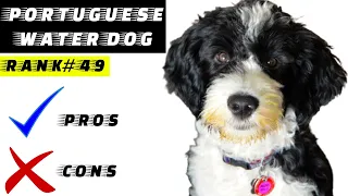 Portuguese Water Dog Pros And Cons | The Good And The Bad