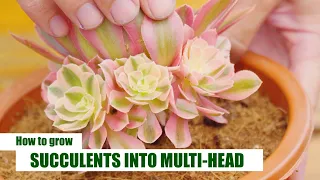 HOW TO GROW SUCCULENTS INTO MULTIPLE HEADS // Joy Garden | 9 Years Living with Succulents