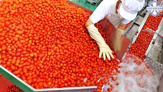 Clean and healthy! 100% squeezed cherry tomato juice Mass production / Korean food factory