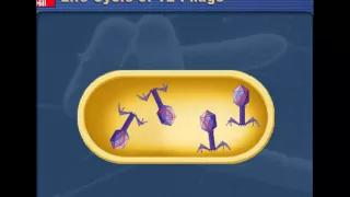 Lytic v. Lysogenic Cycles of Bacteriophages