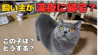 飼い主が御前様！猫はいったいどう思うのか？【ブリティッシュショートヘア】