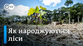 Як німці свої ліси рятують та інших спонукають | DW Ukrainian