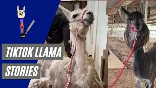 Llama Shearing TikTok Stories