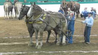 Heavyweight Team Full Pull 10,000 lbs