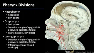 Larynx and Pharynx - Pharynx