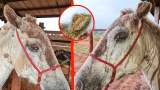 ME ASSUSTEI AO VER ESSE CAVALO, SALVAMOS ELE DA INFESTAÇÃO DE CARRAPATO