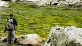 GREAT Time FLY FISHING for TROUT in AMAZING Water [New Zealand]