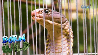 Born to be Wild: Batangas residents capture a 112-inch King Cobra