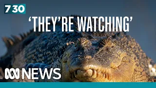Kakadu ranger concerned risky behaviour is increasing danger of crocodile attack | 7.30