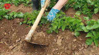 Why is it important to add soil to potatoes and when is the right time?