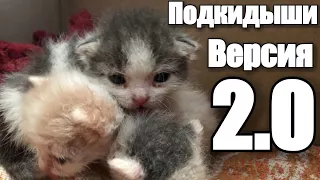 ПОДБРОСИЛИ КОТЯТ 2. ЧУЖИХ ДЕТЕЙ НЕ БЫВАЕТ.